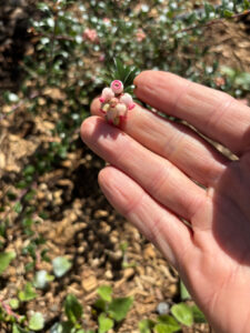 Bell-shaped flowers the size of a pea hang in clusters from smooth, evergreen leaves. A hand holds them up to the camera. The unfinished lawn replacement below is mulched.