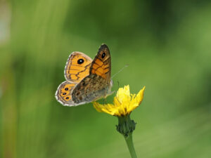 Closeup photo of a monarch butterfly alighting on the flower of a dandelion.