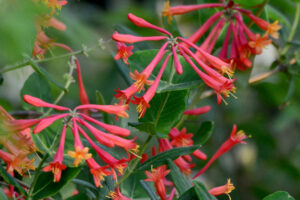 closeup photo of several trumpet honeysuckle flowers, colored red-pink with yellow tips, with green stems and leaves in the background.